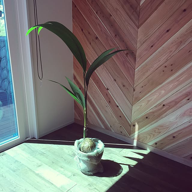 maicoさんの実例写真