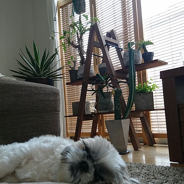 osumiさんの実例写真
