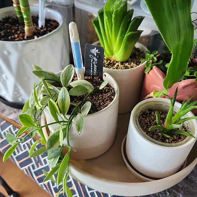 solnaさんの実例写真