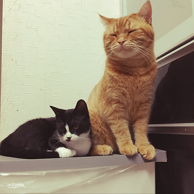 nekoさんの実例写真