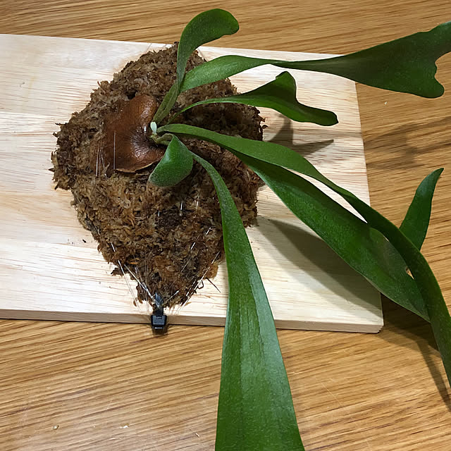 CoffeeHouseさんの部屋