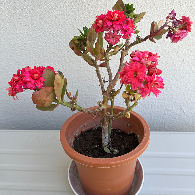 シーグラスアート ♡sakuraカクテル ほろよい気分♡ 桜 【アート