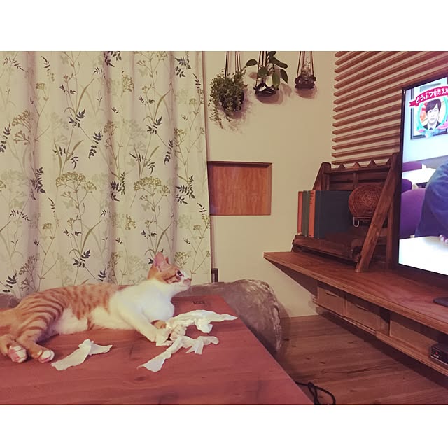 机/子猫/ペットと暮らす家/リノベーション/緑色が好き...などのインテリア実例 - 2016-12-12 13:15:51