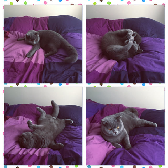 kittyさんの実例写真