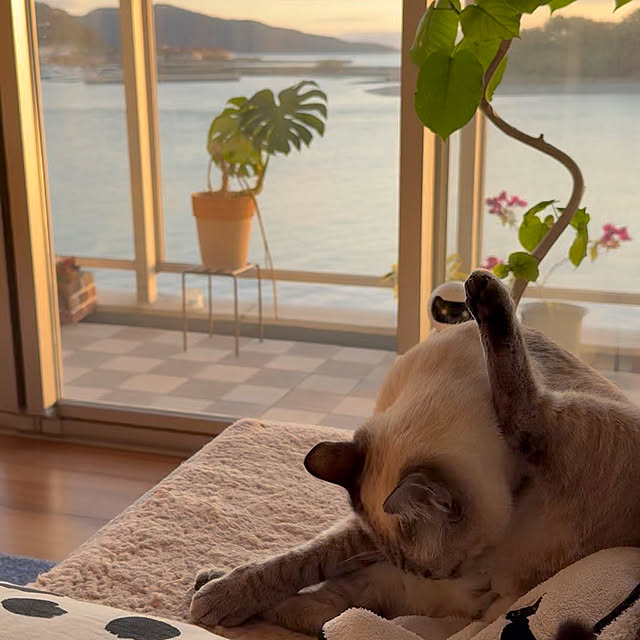 amさんの実例写真