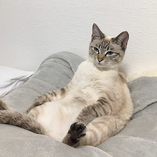 amさんの実例写真