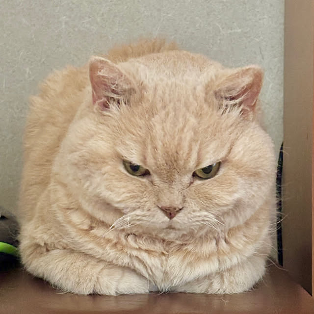 naokoさんの部屋