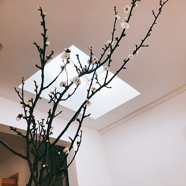 壁/天井のインテリア実例 - 2019-01-02 06:48:25
