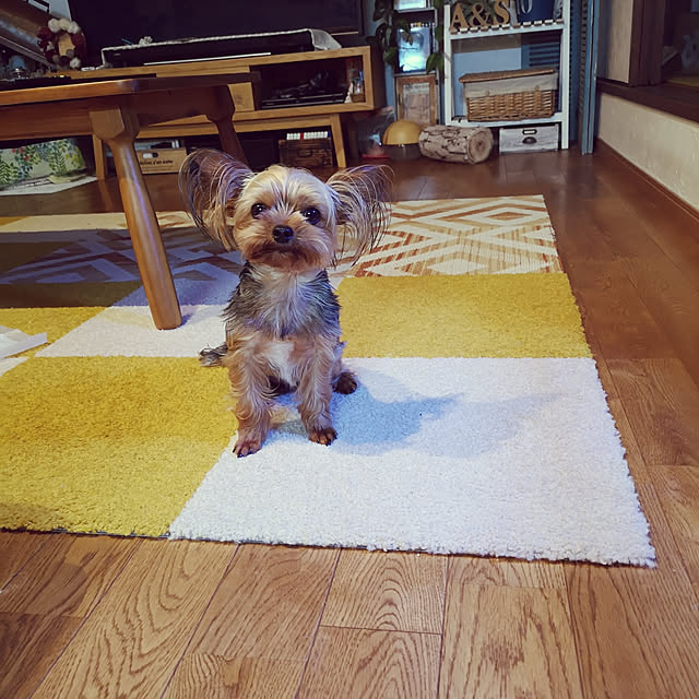 akiさんの実例写真
