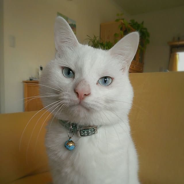 mimiさんの実例写真