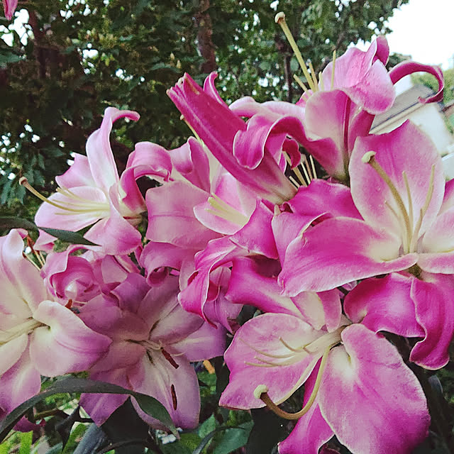 kyonさんの実例写真