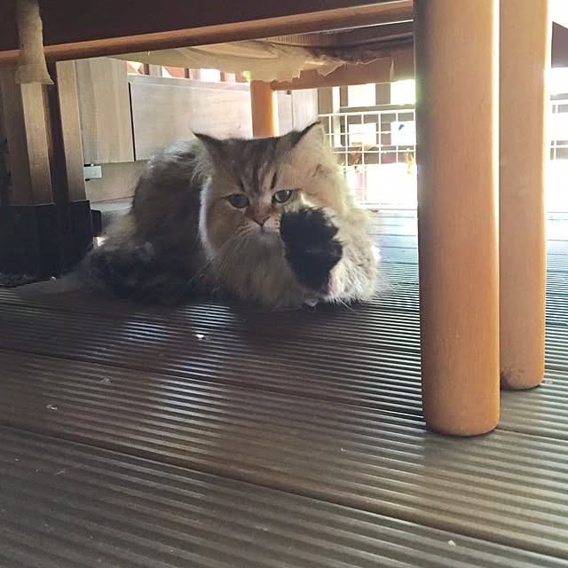 butachanさんの実例写真