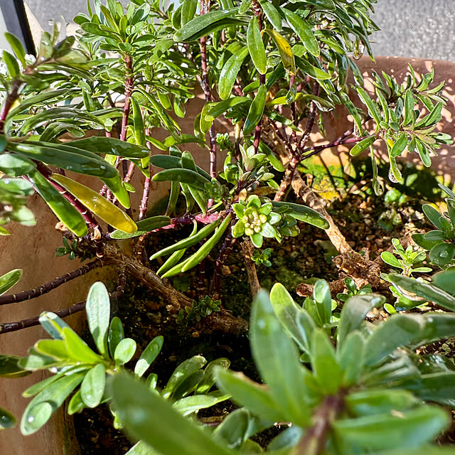 yasuyo66さんの部屋