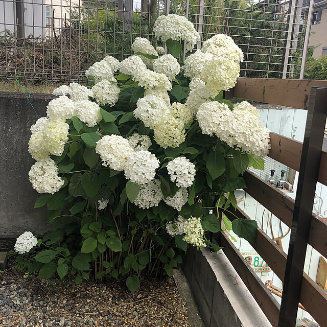 実例写真