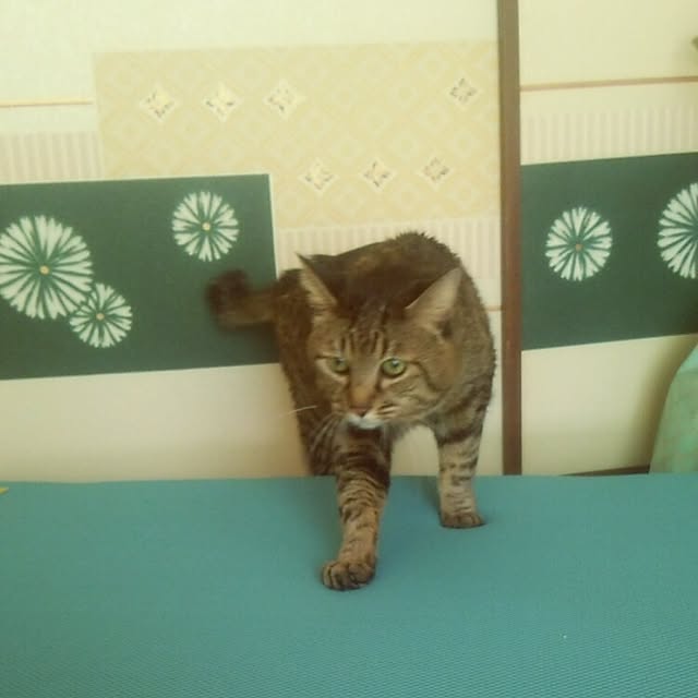 kittenblueさんの実例写真