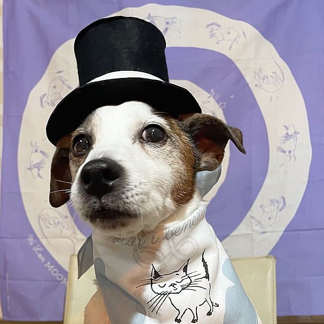 chippa8さんの実例写真
