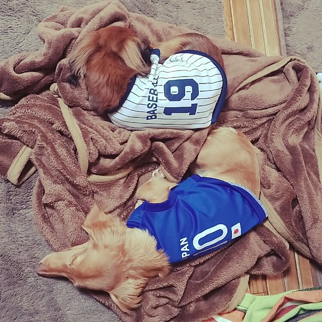 kanchanさんの実例写真