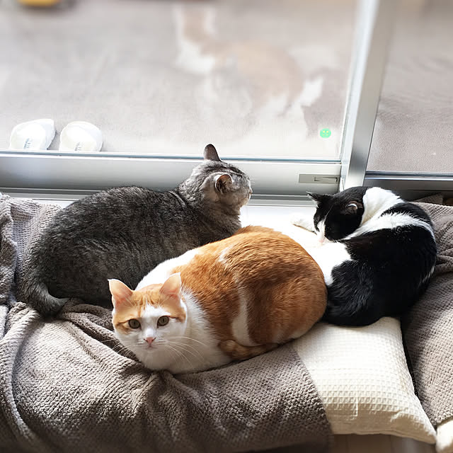 bikkeさんの実例写真