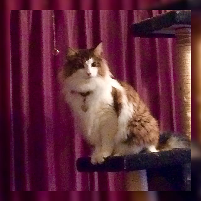mewmewwさんの実例写真