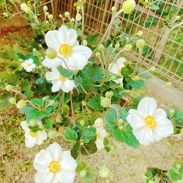 harvestさんの実例写真