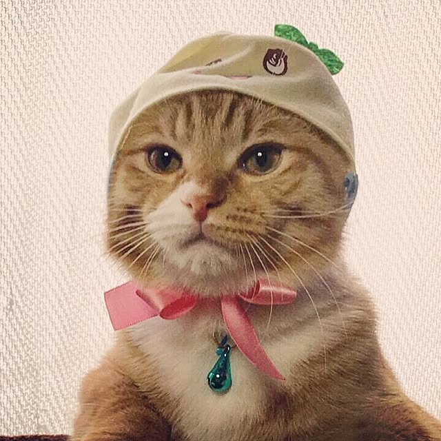 CATさんの実例写真