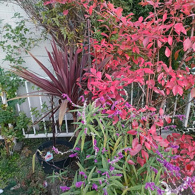 mind_komaさんの実例写真