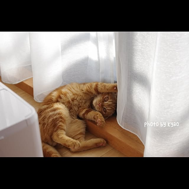実例写真