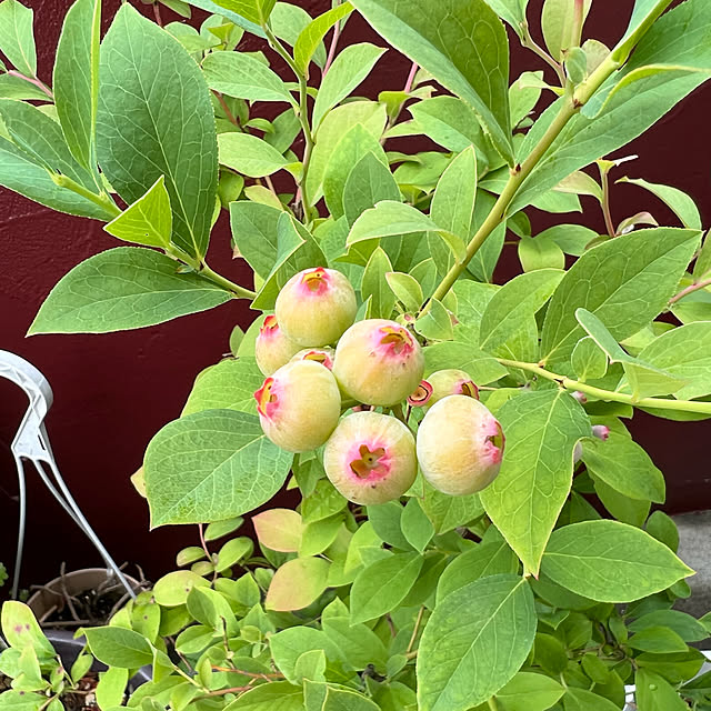 AYUKOさんの実例写真