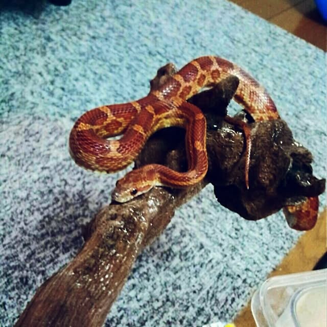 ywr.chanさんの実例写真
