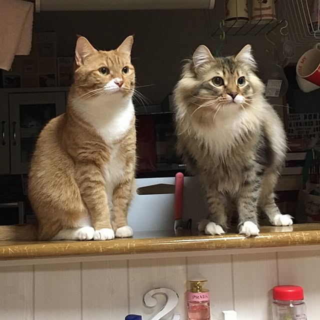 CATさんの実例写真