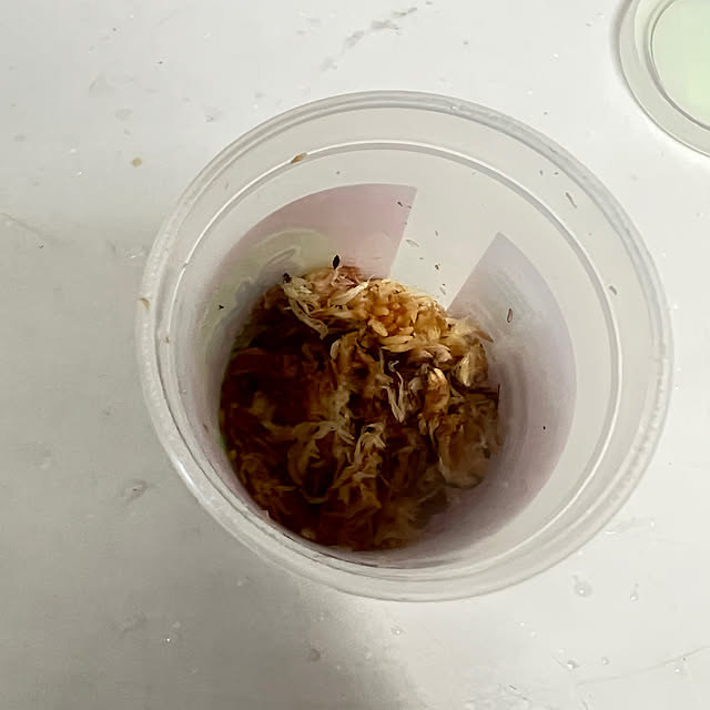 SquarePantsさんの部屋