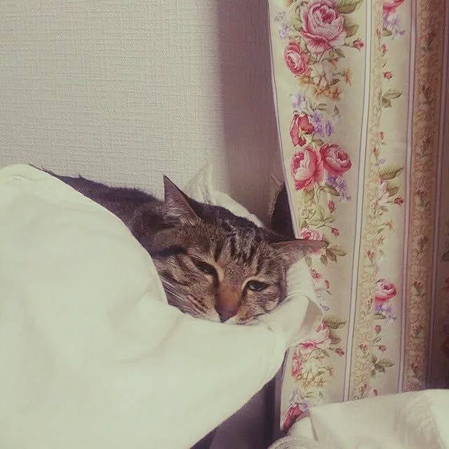 mossさんの実例写真