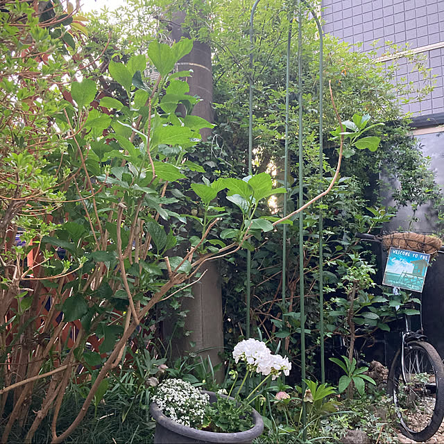 shoさんの実例写真