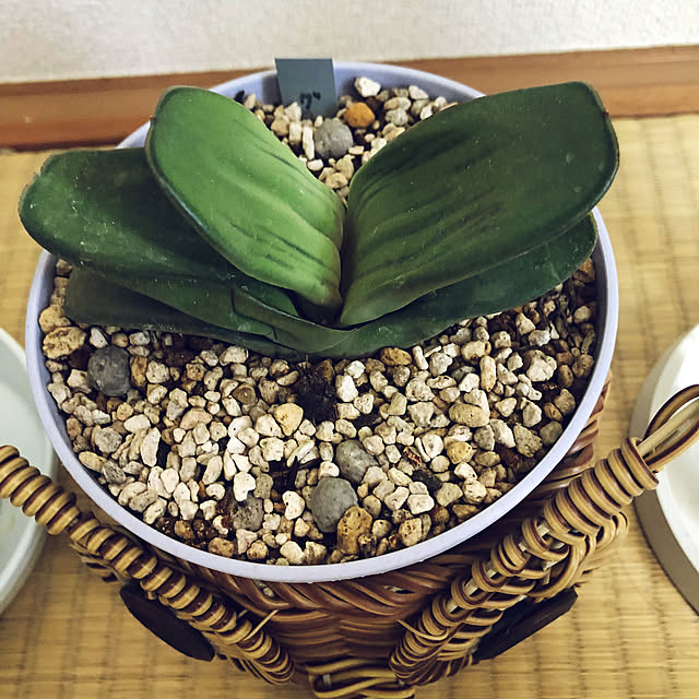 hanachanさんの部屋