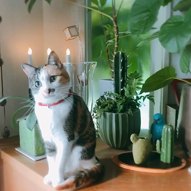 nyanko-beamさんの実例写真