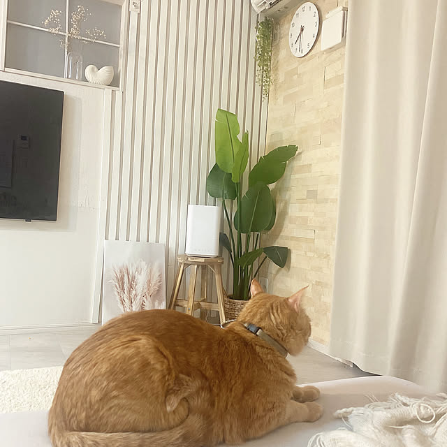 mii_home_39さんの実例写真