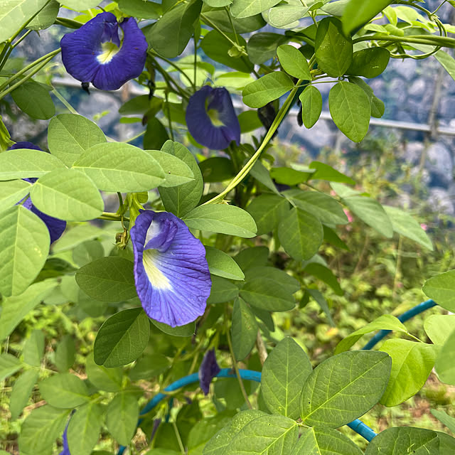 akekuroankoさんの実例写真