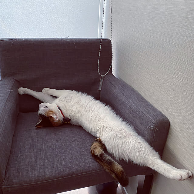 Kuronecoさんの実例写真