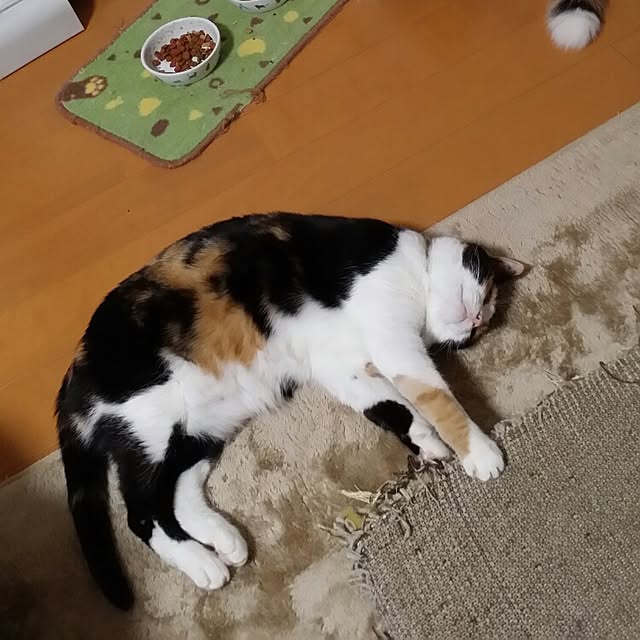実例写真