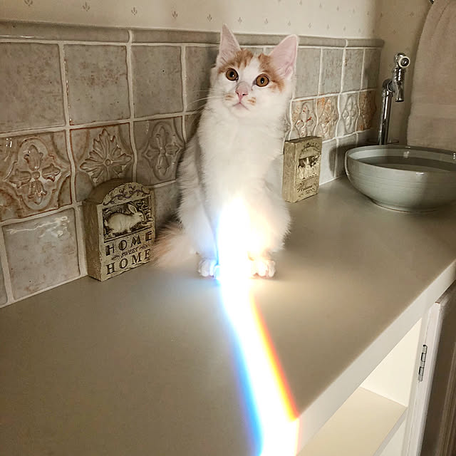 yuchiさんの実例写真