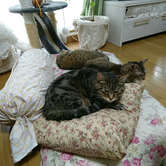 Ayuさんの実例写真