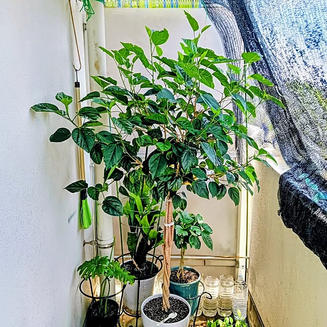 hanachanさんの部屋