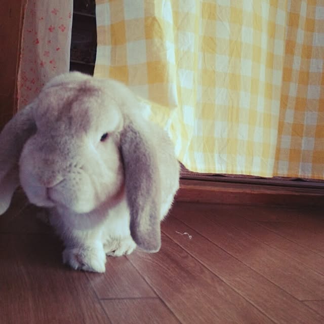 michikoさんの実例写真