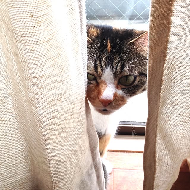 saqura_apartment101さんの実例写真