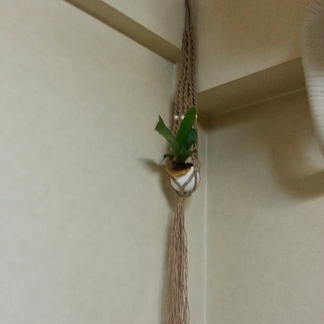 sumieさんの実例写真