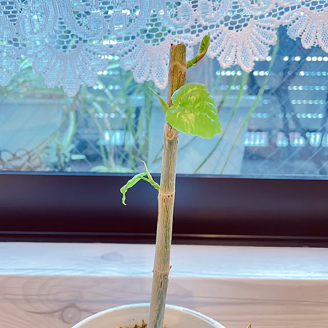 funiさんの実例写真