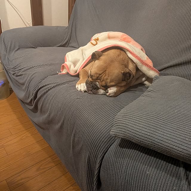 chi_gogaさんの実例写真