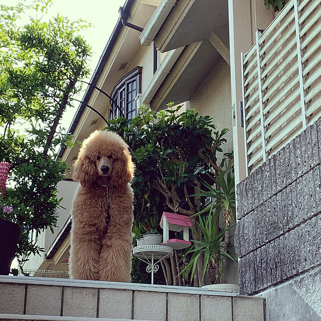 shojiさんの実例写真
