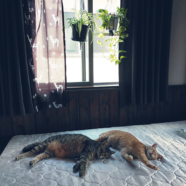 annさんの実例写真