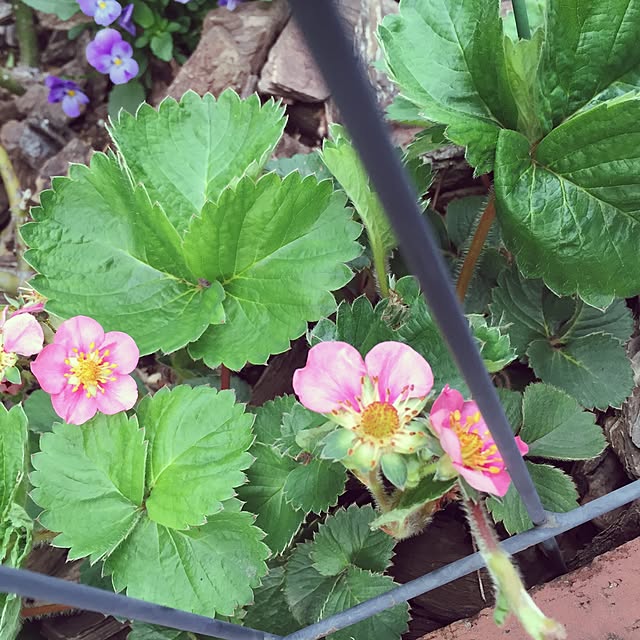 greenroseさんの実例写真